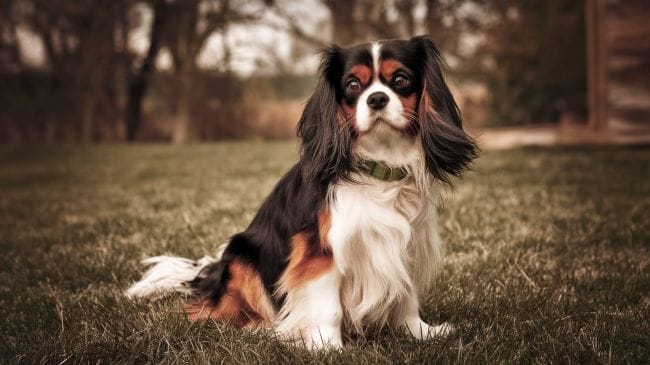 Cavalier King Charles Spaniel Lifespan Temperament And Family Fit