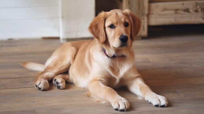 Golden Retriever Puppies For Sale How To Find Responsible Breeders