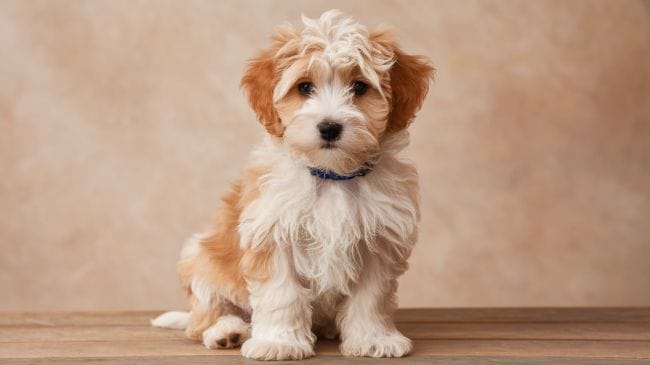 Cavapoo Puppies Personality Traits And Family Compatibility