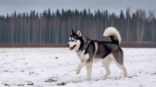 Husky Exercise Requirements And Cold Weather Adaptability